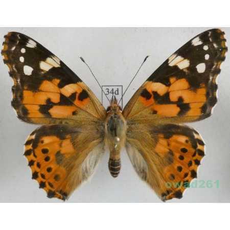 Vanessa cardui (Linnaeus, 1758) ex. ovo, Rusałka osetnik Czech34d